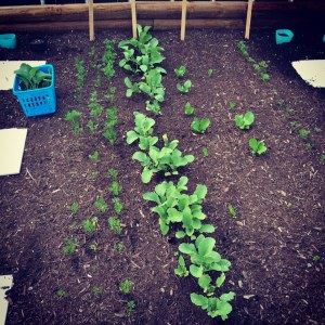 Carrots, radishes and lettuce!