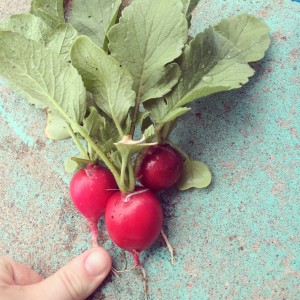 Radishes on steroids!
